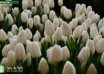 Tulipa Polar Bear ® (2)